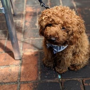 Meet your Posher, Sarah